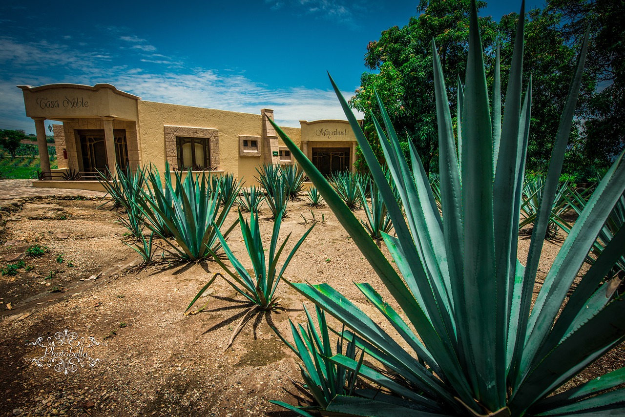 ¿Quién es el dueño del Tequila los jefes?